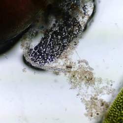Microscope Lounge Spring 2026