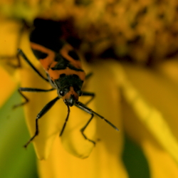 Nanahagen Park Macro