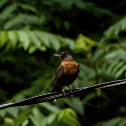Feeder Friends