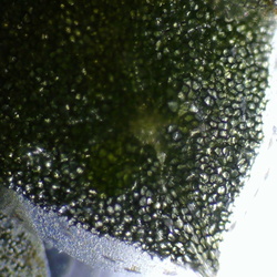 Microscope Lounge Winter 2026