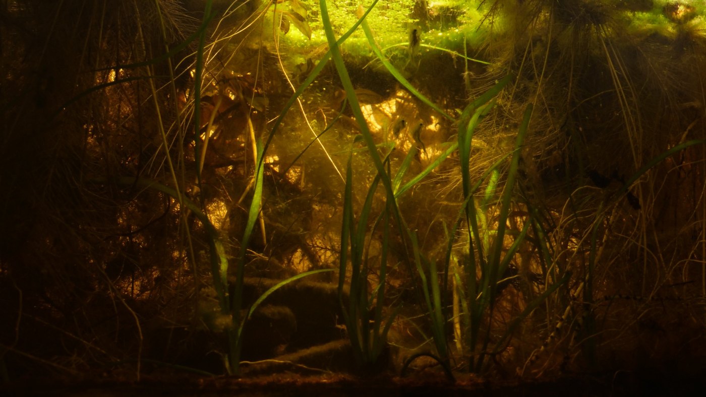 Aquatic plants and algae lit like an underwater forest