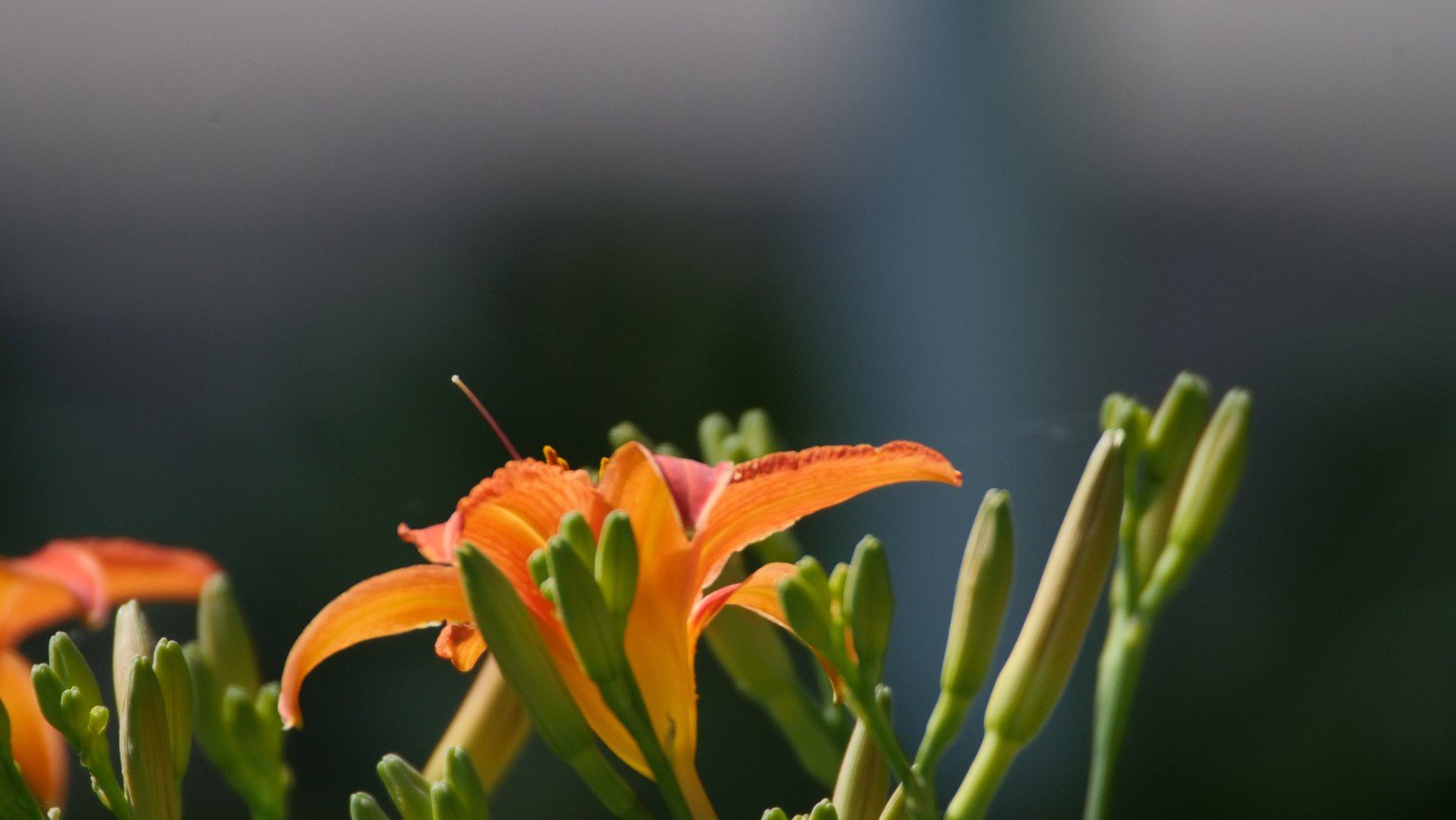 Orange daylily photographed in soft natural light