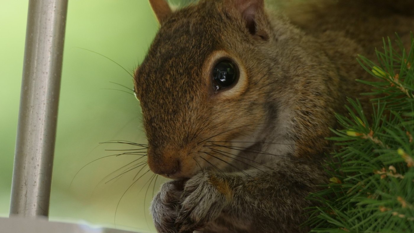 Close portrait of a squirrel at a feeder